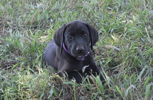 Black Male
