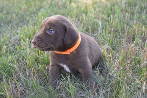Chocolate Male