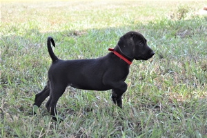 Black Male