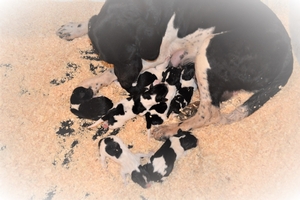 Buster/Dottie