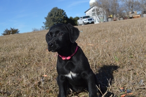 Black Female 