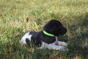 Black and White Female