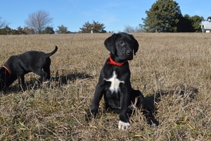 Black Male with white toe
