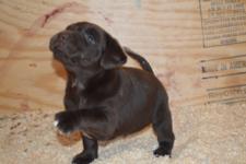 Chocolate Male