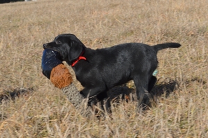 Black Male
