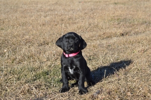 Black Female