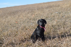 Black Female