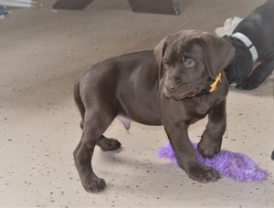 Chocolate Male