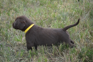 Chocolate Male