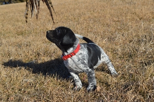 Black and White Male