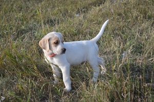 White Male with Tan Spot Markings