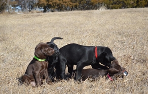 Darla & Dakota