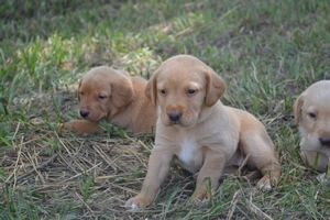 Red Female/white female