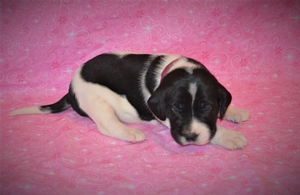 Black and White Female