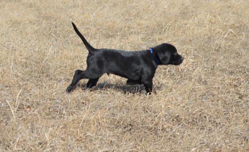 Black Male