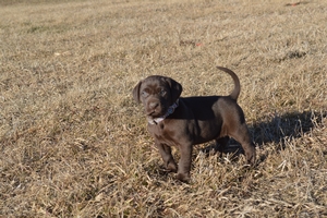 Chocolate Female