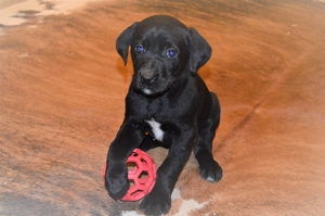 Black Male 