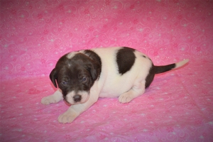 Chocolate White Female