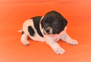 Black and White Male