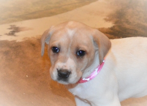 White and Tan Female