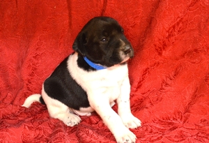 Black & White Male