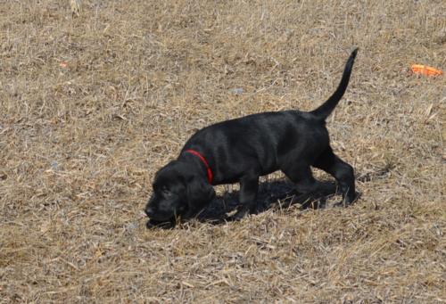 Black Male