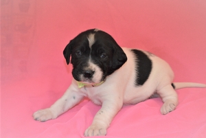 Black and White Female