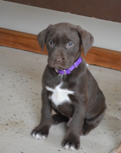 Chocolate Male
