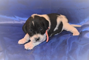 Black and White Male