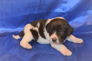 Chocolate White Male