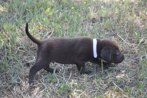 Chocolate Male