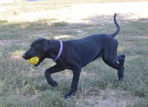 Black Female