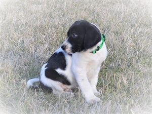Black and White Male