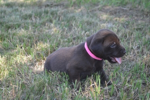 Chocolate Female