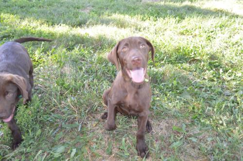 Chocolate Female