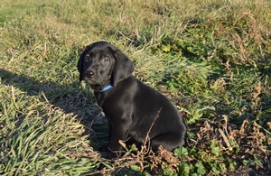 Black Male