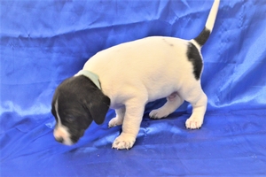 Black and White Male