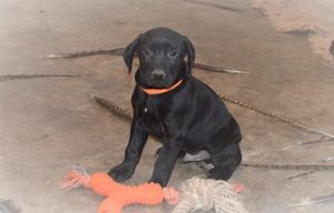 Black Male