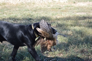 Black Male with White Streak