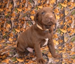 Chocolate Male