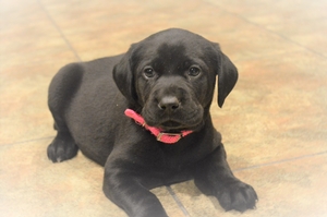 Black Female