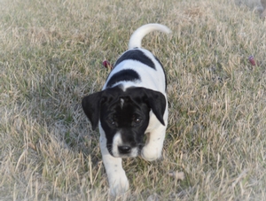 Black and White Male