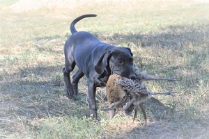 Black Male 
