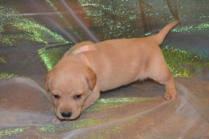 Light to Medium Yellow Female