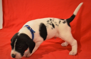 Black and White Male