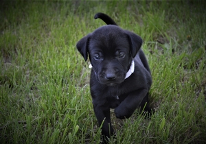 Black with white dot