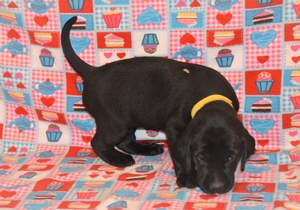 Black Female