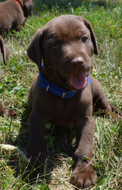 Hunting dogs Upland Game Retriever Puppies for sale