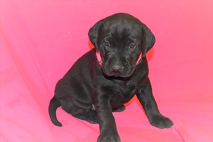Black Female