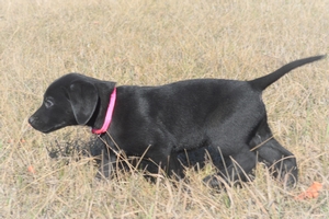 Black Female with Line and Black Rear Toes